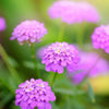 1000 ROSE CARDINAL CANDYTUFT Iberis Umbellata Flower Seeds