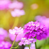 1000 ROSE CARDINAL CANDYTUFT Iberis Umbellata Flower Seeds
