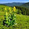 30 GREAT YELLOW GENTIAN Gentiana Lutea Herb Flower Seeds