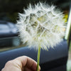 50 MAMMOTH Sandwich Island SALSIFY Tragopogon White Root Vegetable Oyster Flower Seeds