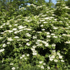 25 American ELDERBERRY FRUIT BUSH Shrub Tree Sambucus Nigra Canadensis Seeds