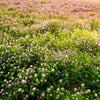 Red Clover Seeds – Monarchs Trifolium Pratense Rose Mauve Flower Ground Cover – photo 9