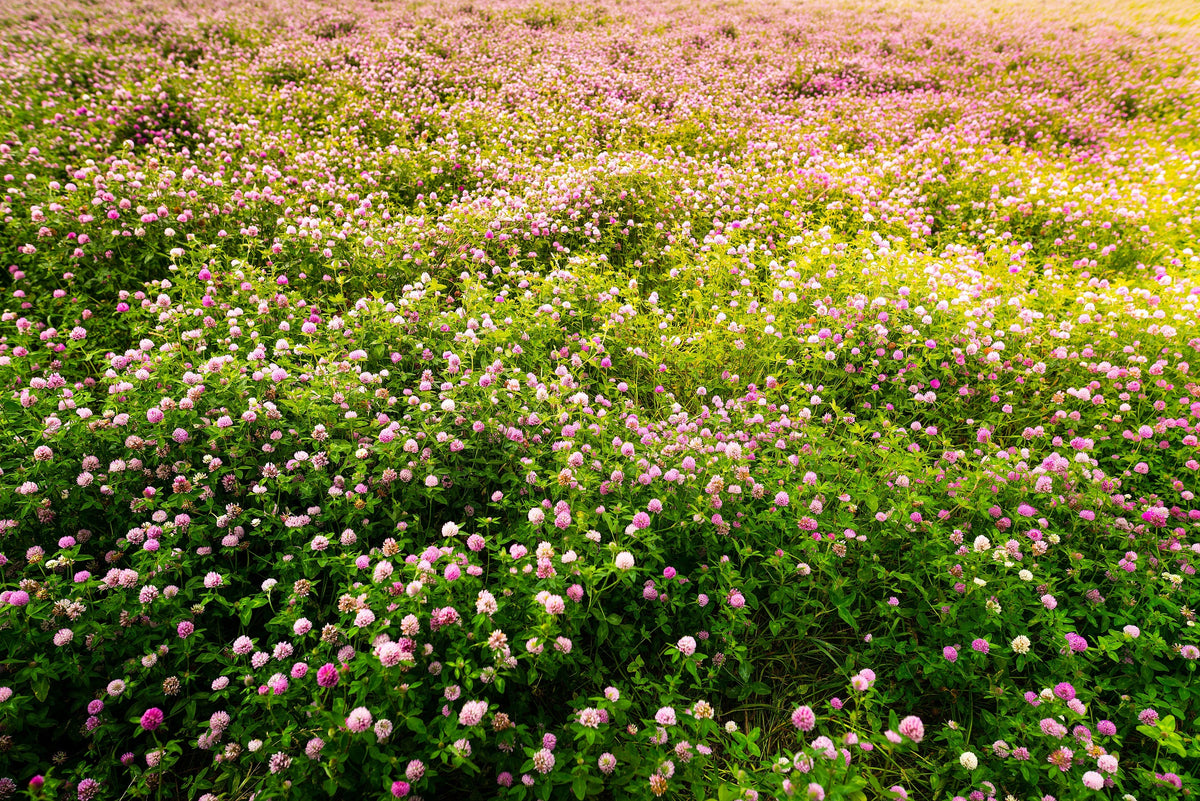 Red Clover Seeds – Monarchs Trifolium Pratense Rose Mauve Flower Ground Cover – photo 9