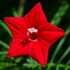Cypress Vine Mix Seeds – Ipomoea Quamoclit Convolvulus Hummingbird Star Morning Glory Cardinal Creeper Flower – photo 6