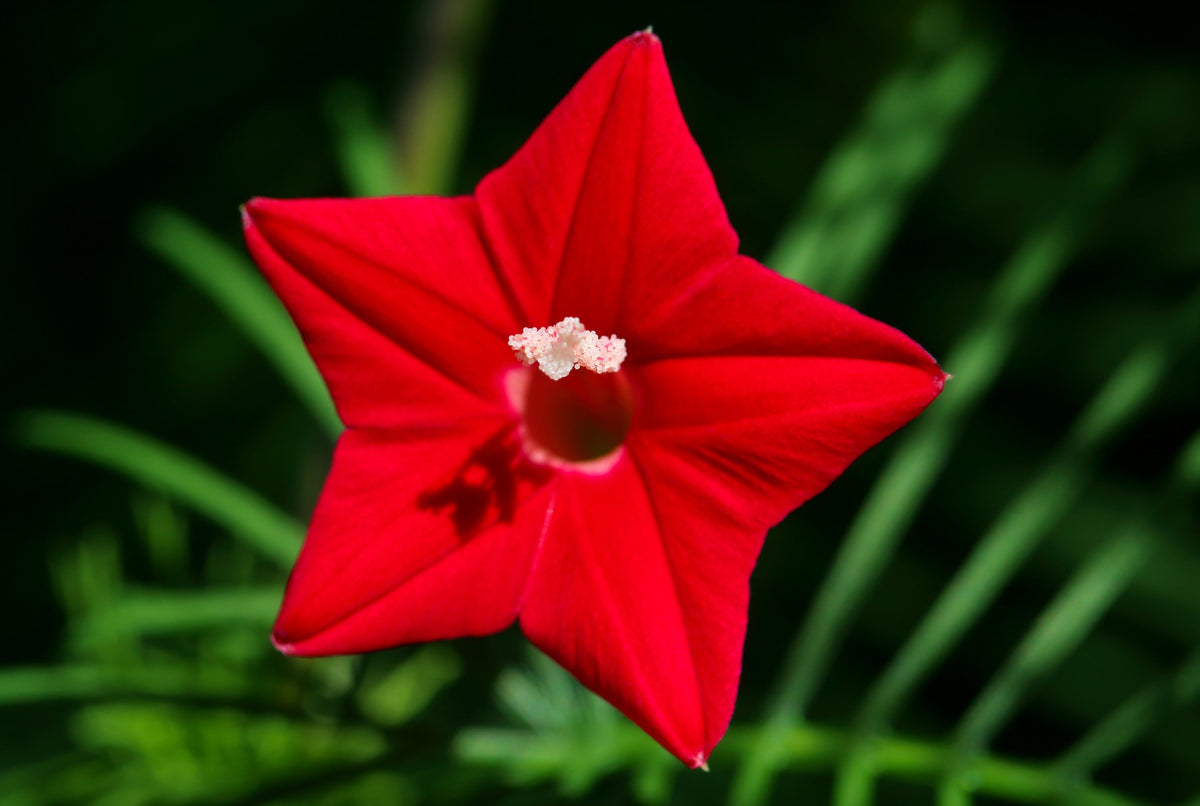 Cypress Vine Mix Seeds – Ipomoea Quamoclit Convolvulus Hummingbird Star Morning Glory Cardinal Creeper Flower – photo 6