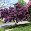 35 PURPLE CREPE MYRTLE Lagerstroemia Indica Flowering Shrub Bush Small Tree Seeds