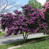 1000 Bulk CREPE MYRTLE Mixed Colors Lagerstroemia Indica Mix Tree Shrub Flower Seeds - Red, Purple, Light Pink, Dark Pink, White, & Lilac