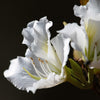 10 WHITE ORCHID TREE Bauhinia Alba syn Variegata Candida Hawaiian Mountain Ebony Camel's Foot Butterfly Flower Tree Hummingbird Seed