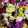 50 Pacific Mix STATICE (Sea Lavender) Mixed Colors  Limonium Sinuatum Flower Seeds