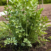 50 LOVAGE Levistucum Officinale - Flavor like celery & anise - Herb Flower Seeds
