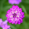 1000 ROSE CARDINAL CANDYTUFT Iberis Umbellata Flower Seeds