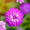 1000 ROSE CARDINAL CANDYTUFT Iberis Umbellata Flower Seeds