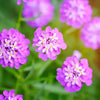 1000 ROSE CARDINAL CANDYTUFT Iberis Umbellata Flower Seeds