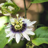 Yellow Passion Fruit Seeds – Vine Passiflora Edulis Flavicarpa Golden Passionfruit Purple & White Flower – photo 9