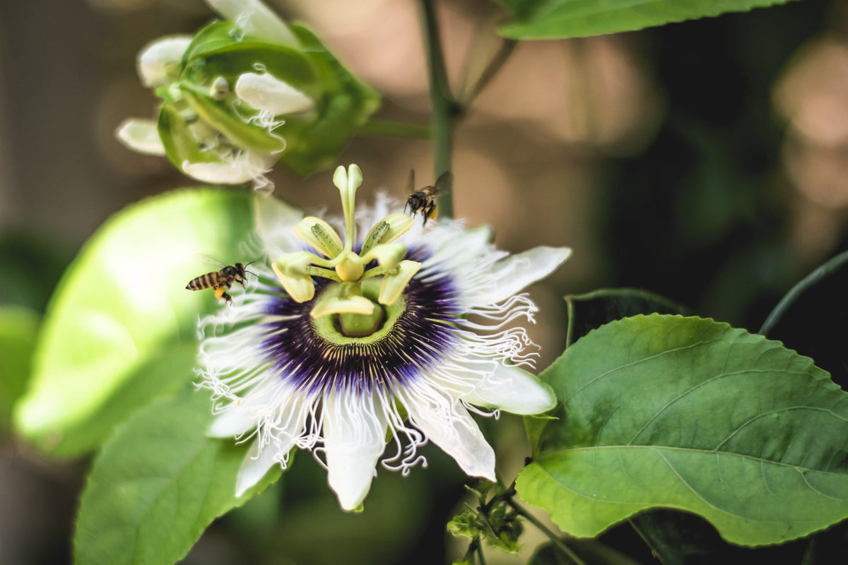 Yellow Passion Fruit Seeds – Vine Passiflora Edulis Flavicarpa Golden Passionfruit Purple & White Flower – photo 9