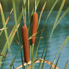 50 CATTAILS Cat Tails Typha Latifolia Water Pond Grass Flower Seeds