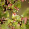 20 Red WAX CURRANT Edible Fruit Berries Pink Flowers Shrub Ribes Cereum Seeds