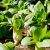 Canton Pak Choi Seeds – (Bok Choy / Chinese Cabbage) Brassica Rapa Chinensis Vegetable – photo 5