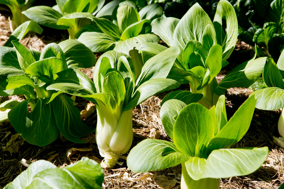 Canton Pak Choi Seeds – (Bok Choy / Chinese Cabbage) Brassica Rapa Chinensis Vegetable – photo 5
