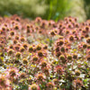 20 NEW ZEALAND BURRS Scarlet Piripiri Acaena Microphylla Flower Ground Cover Seeds