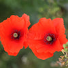 250 Red LONG POD POPPY Papaver Dubium Long Headed Blindeyes Flower Seeds