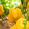 100 CANARY BELL PEPPER Sweet Yellow Capsicum Annuum Vegetable Seeds