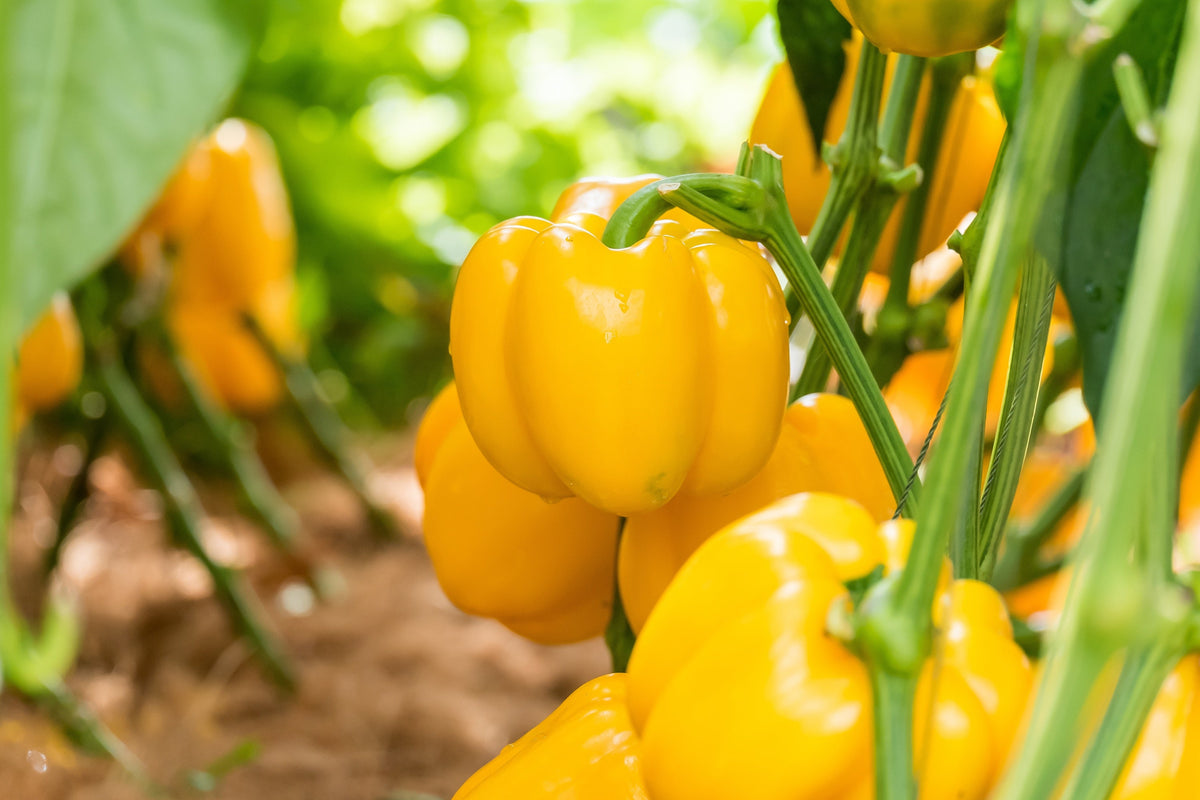 Canary Bell Pepper Seeds – Sweet Yellow Capsicum Annuum Vegetable
