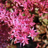 50 Red DRAGONS BLOOD SEDUM Stonecrop Sedum Spurium Flower Seeds