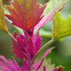 100 GIANT GOOSEFOOT Chenopodium Giganteum Purple Magenta Spreen Vegetable Seeds