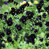 50 BLACK PANSY Clear Crystals Viola Wittrockiana Flower Seeds