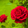 5 RED CLIMBING ROSE Rosa Bush Vine Climber Fragrant Butterfly Flower Seeds