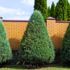 25 THUJA TREE Cedar Thuja Occidentalis Conifer Seeds