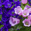 100 MIXED CANTERBURY BELLS - Crown Mix Campanula Medium Flower Seeds