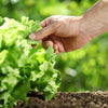 3000 Black Seeded Simpson LEAF LETTUCE Lactuca Sativa Vegetable Seeds