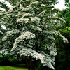 5 Flowering WHITE KOUSA DOGWOOD Cornus Kousa Tree Seeds