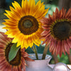 Autumn Beauty Sunflower Seeds – Helianthus Annuus Flower