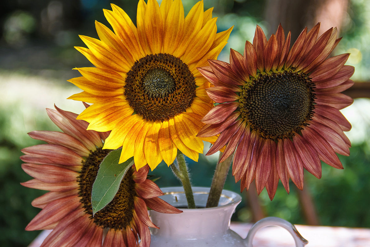 Autumn Beauty Sunflower Seeds – Helianthus Annuus Flower