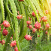 20 PURPLE DRAGON FRUIT (Pitaya / Pitahaya / Strawberry Pear) Hylocereus Undatus Cactus Seeds