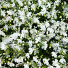 200 WHITE LOBELIA REGATTA Erinus Flower Seeds