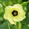 150 RED BURGUNDY OKRA Abelmoschus Esculentus Vegetable Seeds