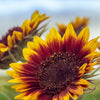 Autumn Beauty Sunflower Seeds – Helianthus Annuus Flower – photo 3