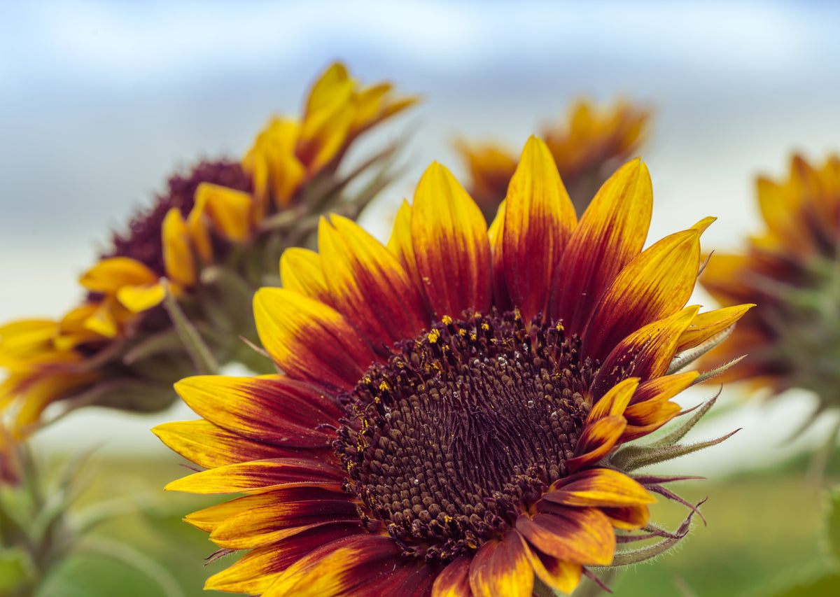 Autumn Beauty Sunflower Seeds – Helianthus Annuus Flower – photo 3