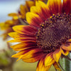 Autumn Beauty Sunflower Seeds – Helianthus Annuus Flower – photo 9