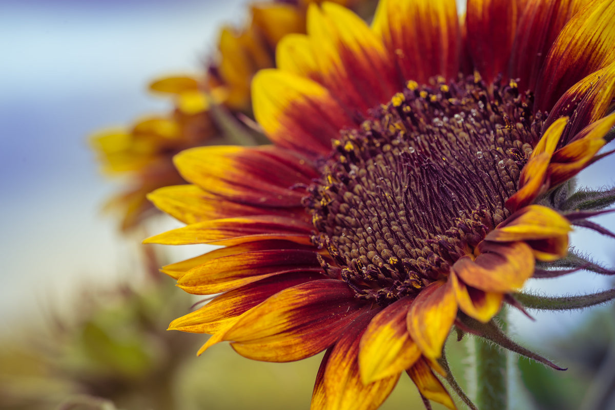 Autumn Beauty Sunflower Seeds – Helianthus Annuus Flower – photo 9