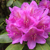 50 MIXED HYBRIDS RHODODENDRON spp. Mixed Colors - Red, Pink, Purple, White, Yellow, Orange Flower Sun or Shade Bush Shrub Seeds