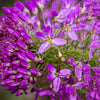 100 Rocky Mountain BEE PLANT Cleome Serrulata Flower Seeds