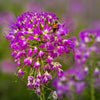 100 Rocky Mountain BEE PLANT Cleome Serrulata Flower Seeds
