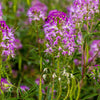100 Rocky Mountain BEE PLANT Cleome Serrulata Flower Seeds