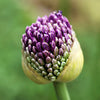 25 GIANT ALLIUM Allium Giganteum Purple Globe Flower Seeds
