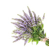 500 SPEARMINT (English Mint) Mentha Spicata Herb Flower Seeds